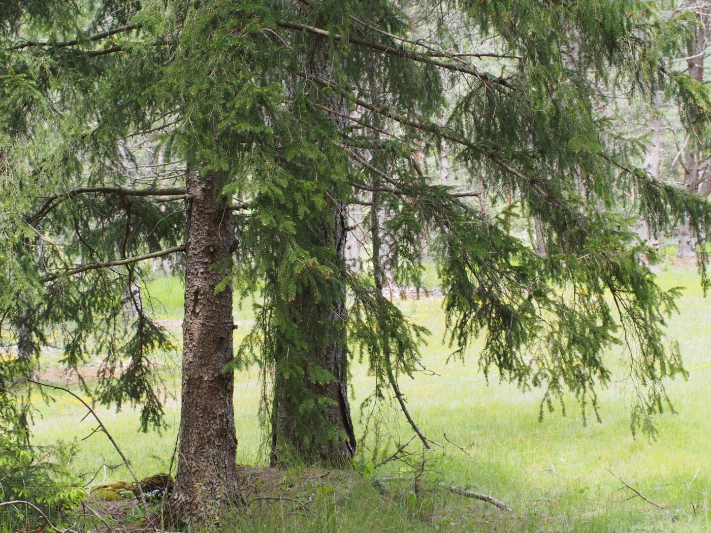 Spruce, Norway (Xmas tree) plant